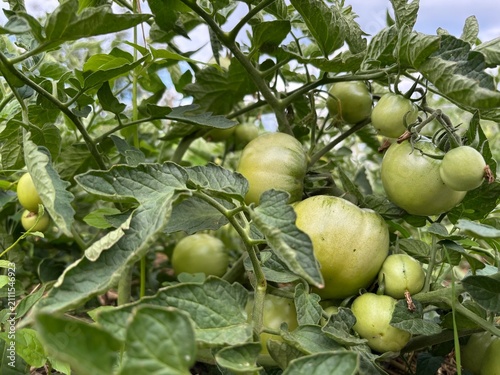 Abundant unripe green tomatoes growing on a tomato plant in a garden, surrounded by lush green leaves