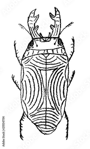 Cute bug crayon sketch, doodle insect illustration