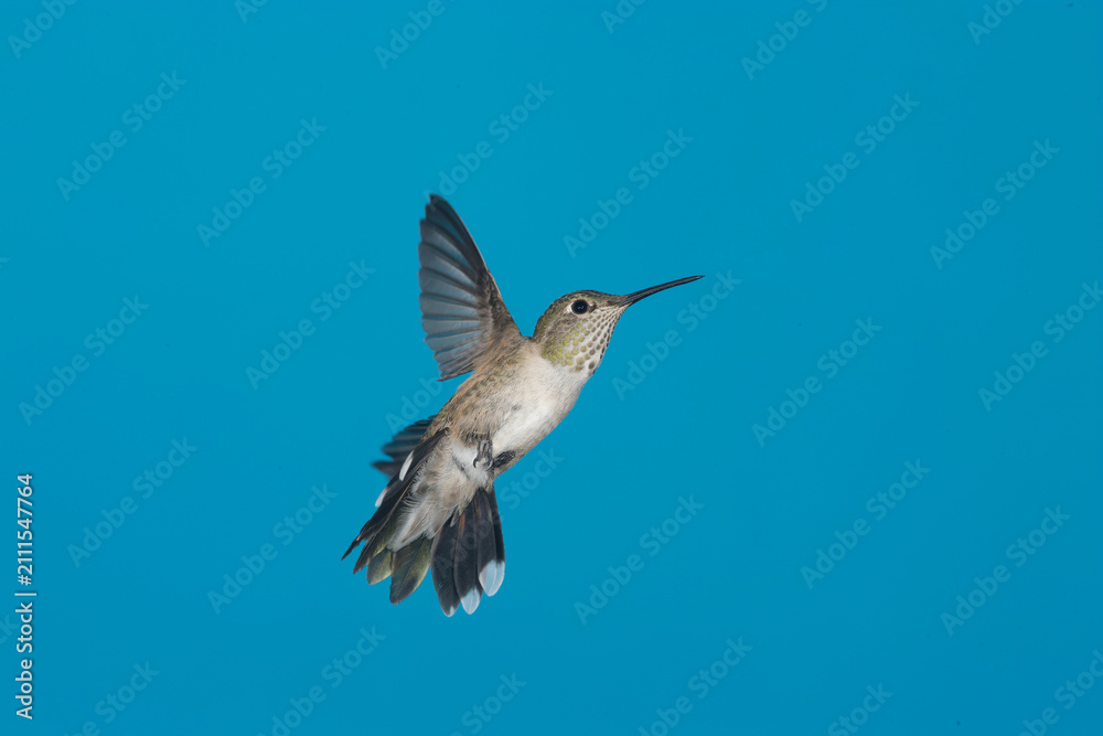 Obraz premium Calliope Hummingbird in flight