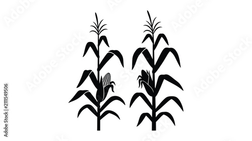 Bild auf Leinwand Corn stalks silhouette against a white background graphic illustration