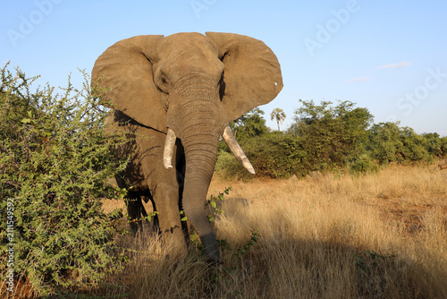 Photography Afrikanischer Elefant / African elephant / Loxodonta africana