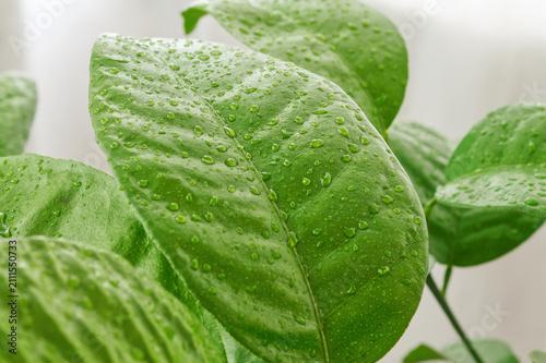 Fresh green leaf with water droplets on clean white background, natural organic and moisture concept for skincare and eco design.