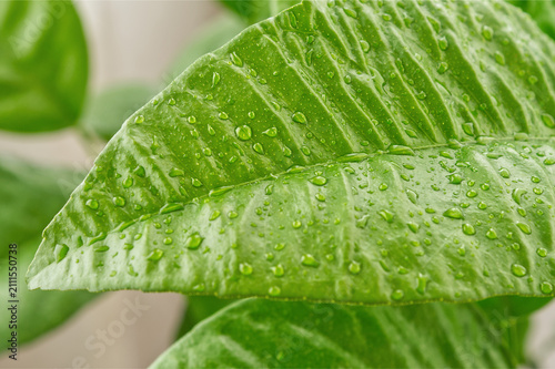 Macro close up of green leaf texture with water droplets, natural leaf veins and moisture concept for eco and cosmetics banner design.