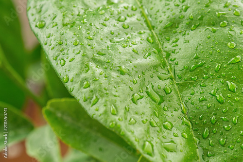 Diagonal macro close up of fresh green leaf covered with water drops, natural moisture and hydration concept for skincare and eco design.