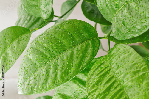 Fresh green citrus tree leaves with water droplets on branch, natural foliage background for eco, organic cosmetics and wellness design.