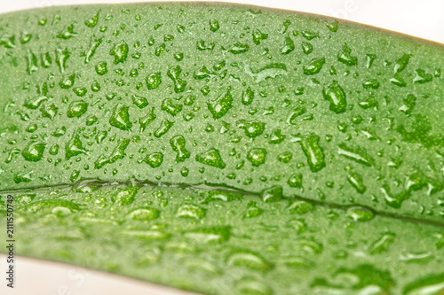 Macro texture of green leaf with water drops on white background, natural moisture and hydration concept for spa and cosmetics.