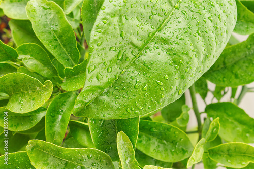 Lush green foliage background with big leaf covered in water droplets, natural organic pattern for eco, skincare and environment design.
