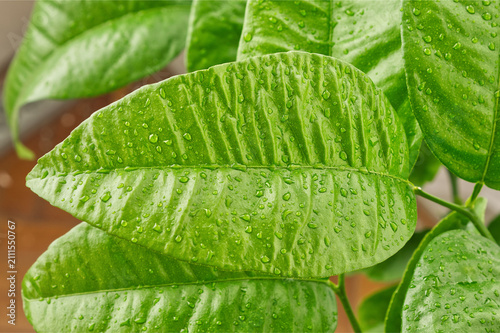 Close up of fresh green leaves with water drops, macro natural leaf texture for eco, organic cosmetics and environment concept.
