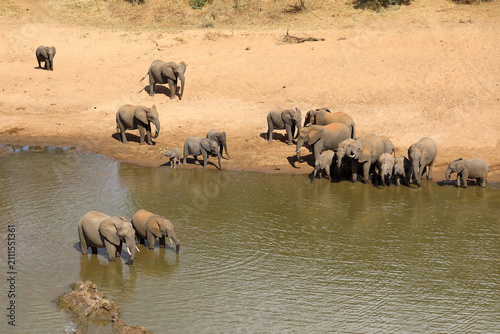 Photography Afrikanischer Elefant / African elephant / Loxodonta africana