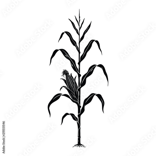 Bild auf Leinwand Tall corn stalk silhouette isolated on white background