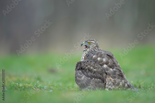 Northern Goshawk resting on meadow with open beak, close-up wildlife portrait