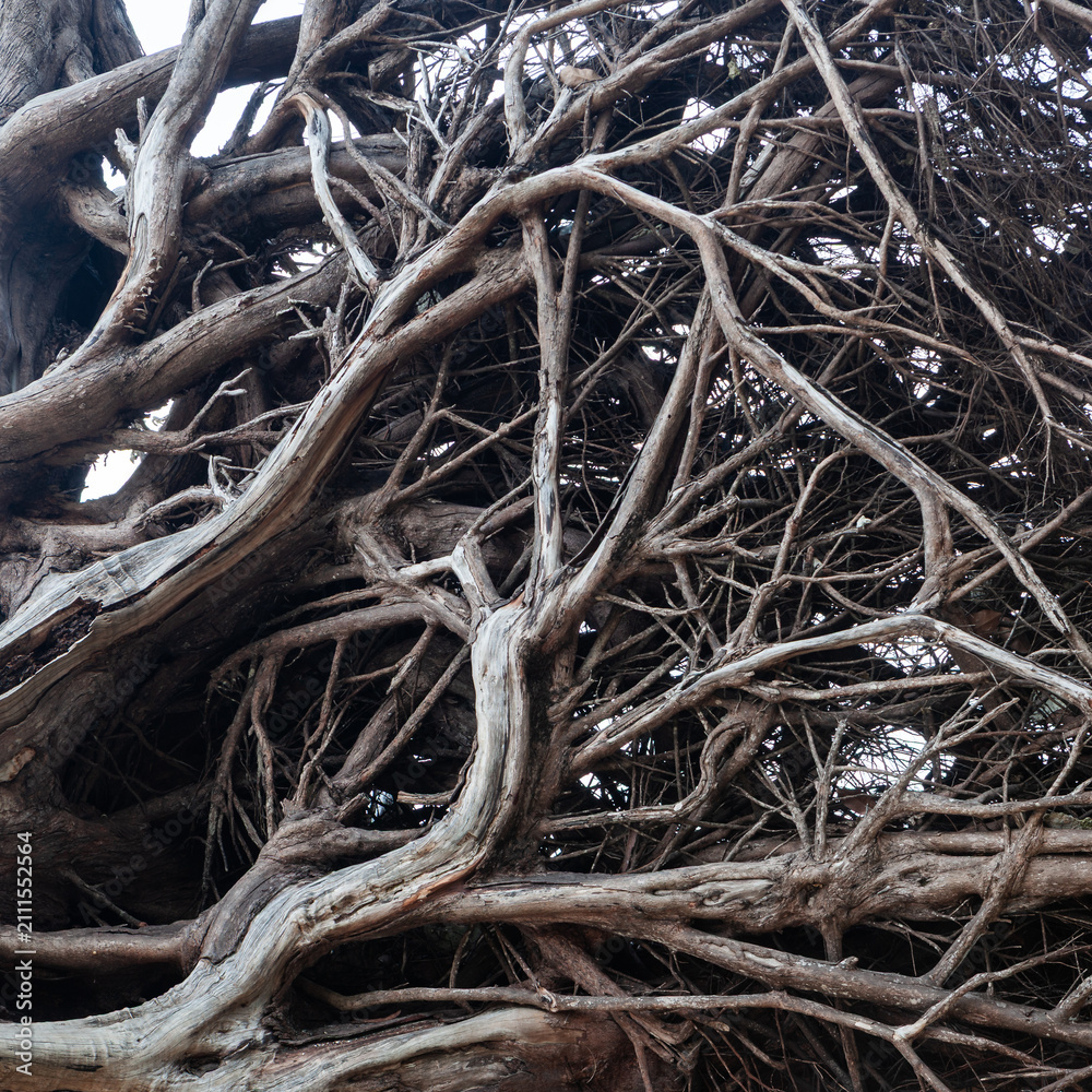 Obraz premium Tangled tree roots in a dense forest. Koh Kradan Island, Thailand. Tropical jungle environment with natural growth.