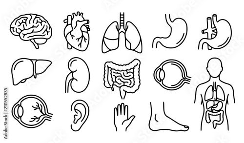 Bild auf Leinwand Human anatomy organs medical body parts editable thin line icon collection