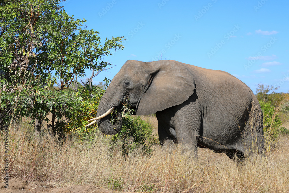 Obraz premium Afrikanischer Elefant / African elephant / Loxodonta africana