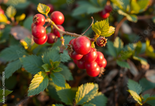 Lingonberries growing on bu...