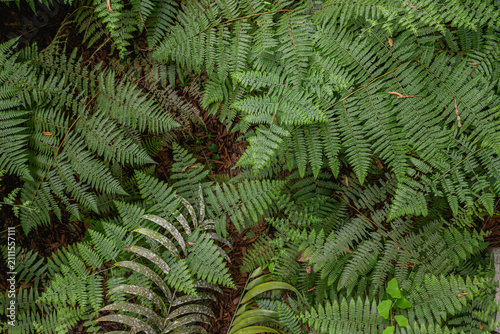 Overhead View of Lush Green Ferns Covering Forest Floor
