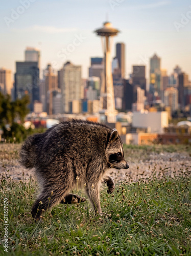 Cute raccoon walking in park with urban city skyline at sunset, Viral raccoon in the city, Cute fluffy racoon., Feral  Raccoon City Animal