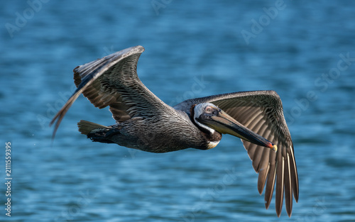 Brown Pelican in Flight Over Ocean