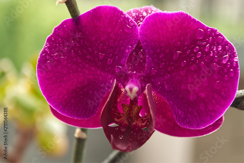 Vibrant magenta orchid flower with water droplets in close up, full bloom phalaenopsis with blurred natural background for spa and beauty design.