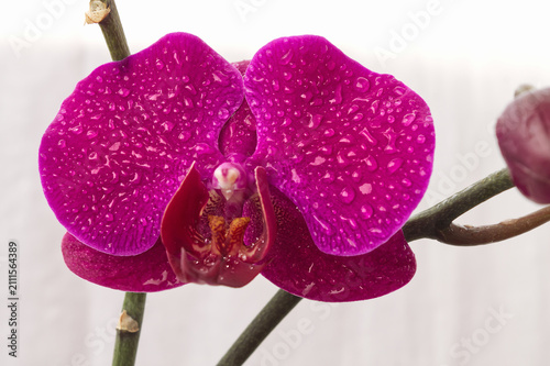 Beautiful magenta orchid flower with water drops on white background with copy space for spa, beauty, and cosmetic packaging design.