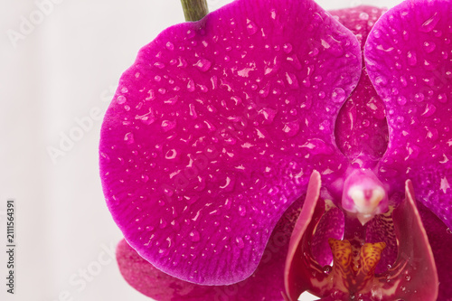 Close up of fresh magenta orchid flower with water drops, macro floral background for spa, beauty and cosmetic packaging.