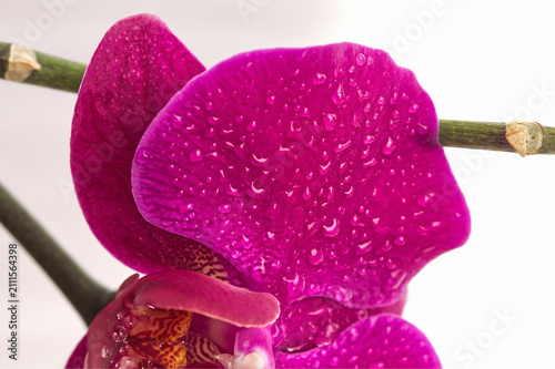 Macro texture of magenta orchid petal with dew droplets on white background, hydration and moisture concept for beauty design.
