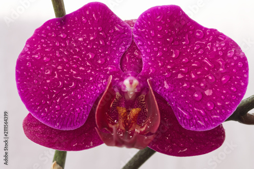 Macro front view of vibrant magenta orchid flower covered with water droplets on white background for cosmetic and spa packaging.