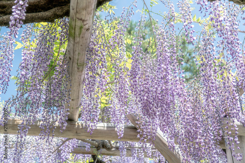 Fotografie Wisteria Trellis Beams with Dense Blooming Flowers