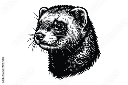 Engraved illustration of a ferret head profile with mustelid wildlife portrait
