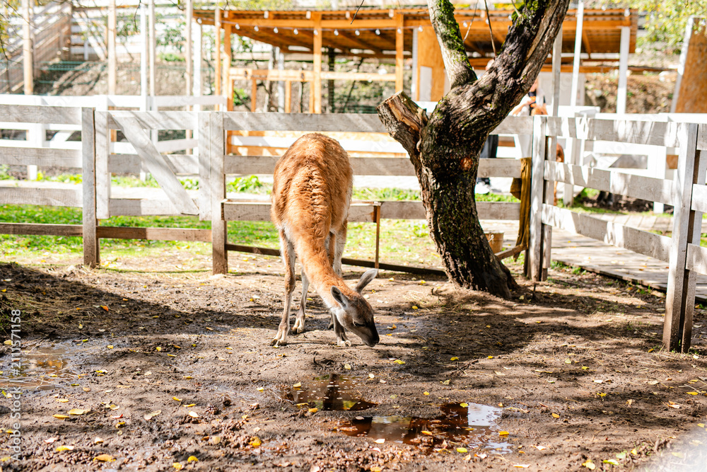 Fototapeta premium Lama grazing near puddles under tree in fenced animal park.