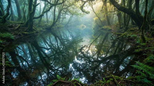 Inverted Forest Reflection Abstract Mirror World. Creative upside-down angle of forest canopy reflected in still water, mysterious ethereal summer woodland atmosphere