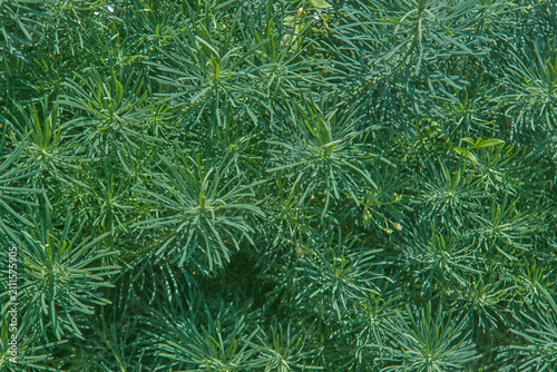 Foto Lush green foliage of Cypress Spurge (Euphorbia cyparissias) plant close up