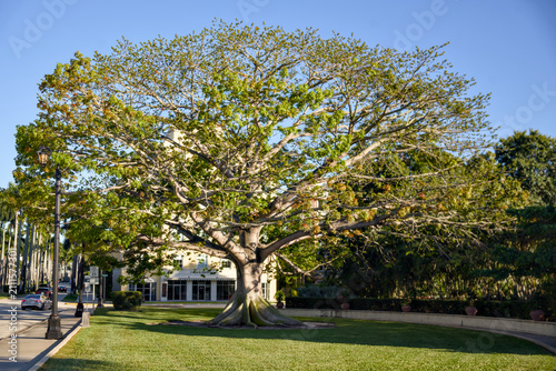 фотографія A massive spreading tree dominates a green park lawn near a street