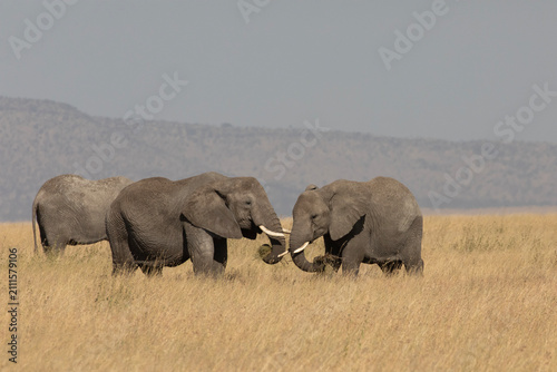 Two large African elephants foraging on tall grass in the hot and dry climate of Serengeti.