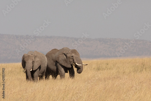 Two large African elephants foraging on tall grass in the hot and dry climate of Serengeti.