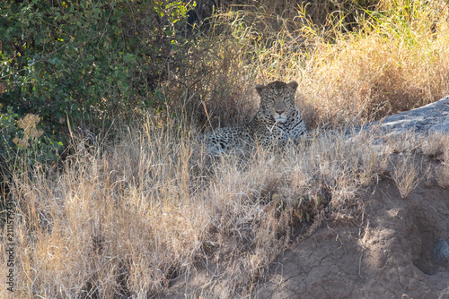 An adult leopard resting under camouflage of tress and shade.