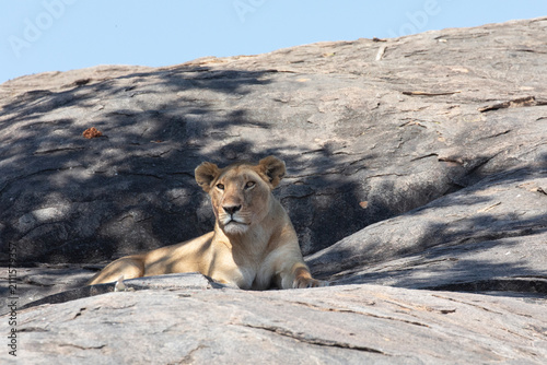 A lioness has a relaxing moment in some shade on a rocky outcrop. 