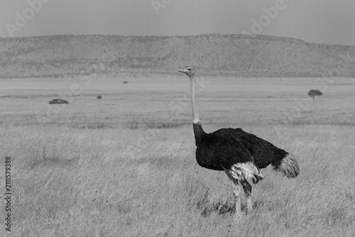 Black an white image of a male ostrich in the savannah.