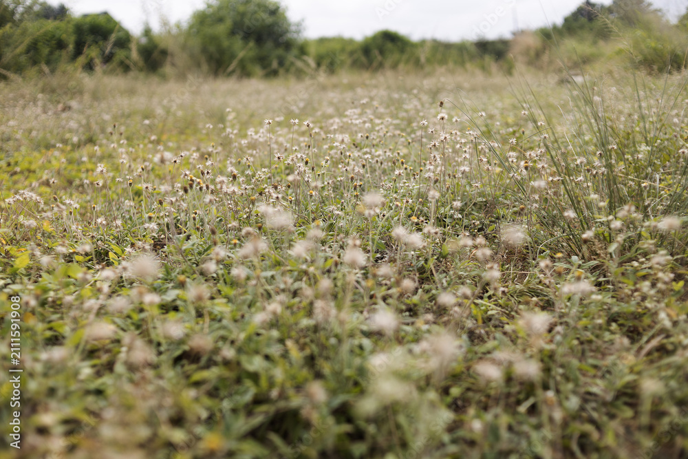 Fototapeta premium field of flowers