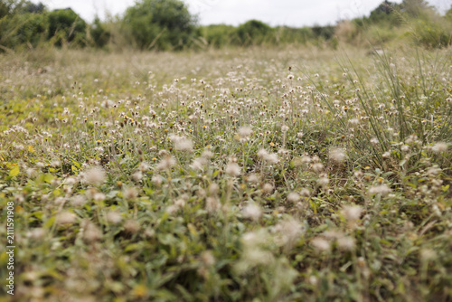 field of flowers