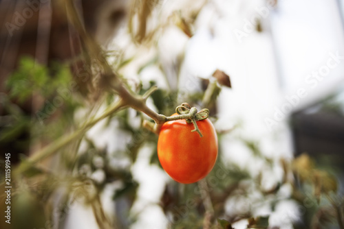 Close up view of a ripe tomato 