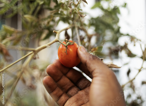 Close up view of a ripe tomato 