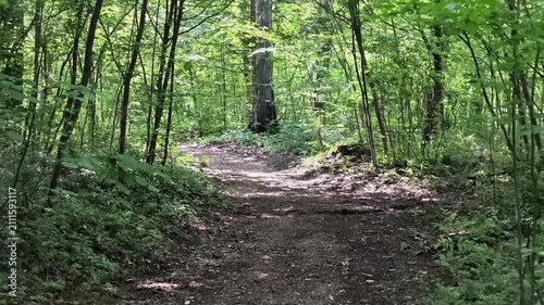 Lush green forest path winds through tall trees. Sunlight filters through leaves in soft dapples. Dirt trail meanders gently beneath dense undergrowth. Nature's quiet rhythm invites calm exploration
