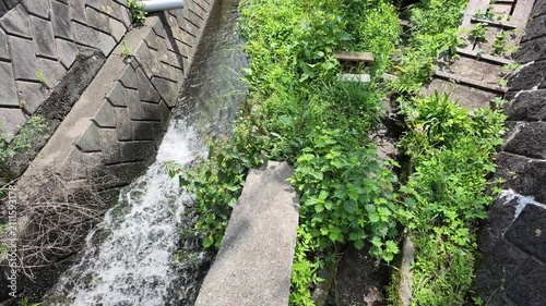 Water rushes over stones in a narrow concrete ditch. Green plants grow thickly beside the flowing water. Stone walls line both sides of the channel. Nature invades man-made structures, flowing freely
