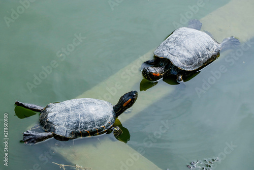 Canvastavla 2 tortugas disfrutando del sol.