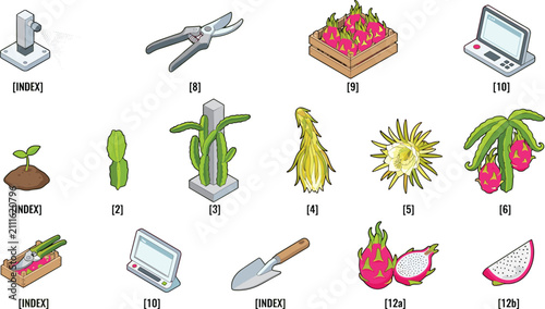 Obraz na płótnie Set of isometric dragon fruit cultivation and smart farming illustrations featur