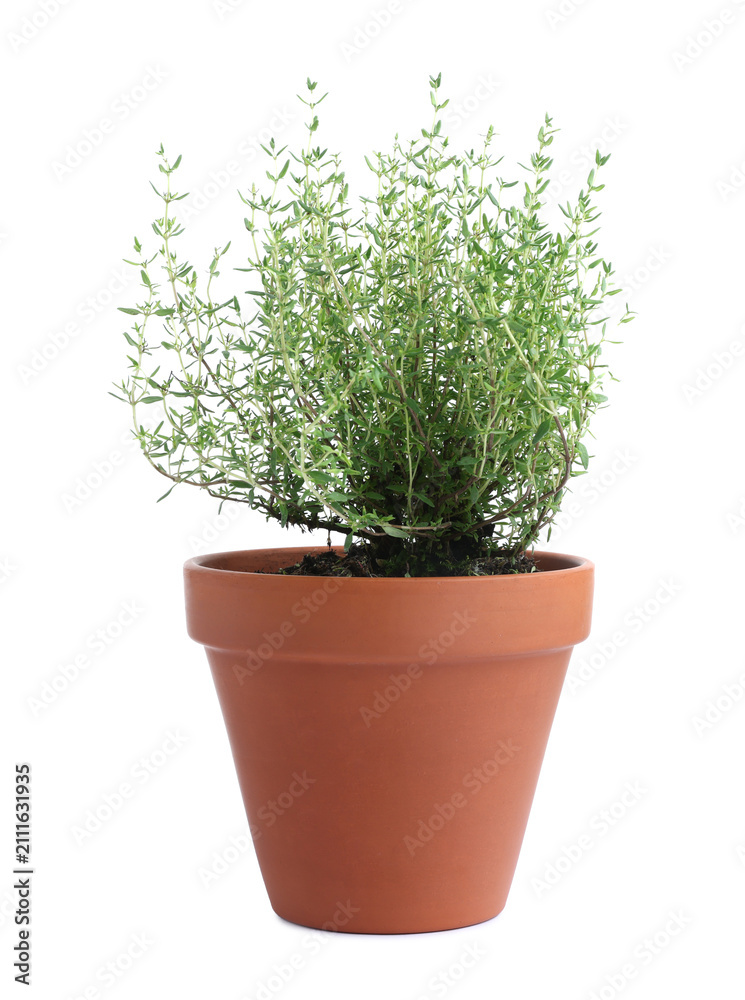 Fototapeta premium Aromatic thyme in pot isolated on white