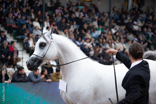 Fotografie Portrait of a gray Arabian horse with expressive eyes and elegant bridle at an outdoor equestrian event, with a blurred crowd in the background