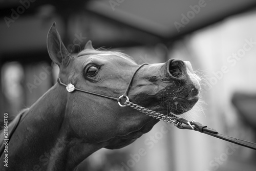 Elegant Arabian horse portrait with refined features and decorative bridle, photographed at an equestrian event with a blurred crowd in the background.