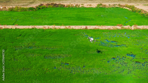 Konstfotografi A high-angle aerial shot shows lush green rice paddy fields with irrigation ditches, separated by dirt bunds under bright sunlight